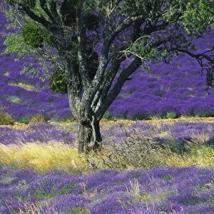 Lavender Field, Vaucluse, Sault, Provence-Alpes-Cote d Azur, France