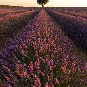 Lavender fields of Brihuega, Guadalajara, Spain, Europe