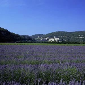 Lavender fields outside the village of Montclus, Gard, Languedoc Roussillon