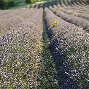 Lavender fields, Sault, Provence, France, Europe