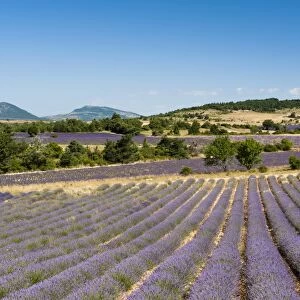 Lavender fields, Terrassieres, Provence, France, Europe