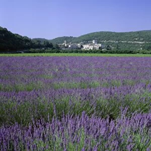 Lavender fields and the village of Montclus, Gard, Languedoc-Roussillon, France, Europe