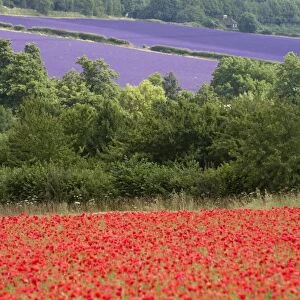 Lavender and poppies, Shoreham, near Sevenoaks, Kent, England, United Kingdom, Europe