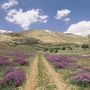 Lavender and spring flowers on the road from the Bekaa
