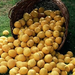 Lemons spilling from a basket, Lemon Festival, Menton, Alpes Maritimes