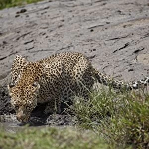 Leopard (Panthera pardus) drinking, Serengeti National Park, Tanzania, East Africa