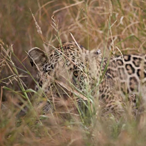 Leopard (Panthera pardus) hiding in tall grass, Kruger National Park, South Africa