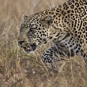 Leopard (Panthera pardus), Kruger National Park, South Africa, Africa
