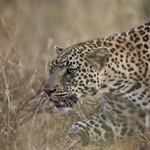 Leopard (Panthera pardus), Kruger National Park, South Africa, Africa
