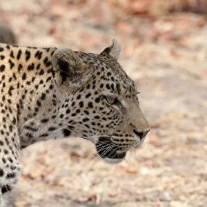 Leopard (Panthera pardus), Okavango delta, Botswana, Africa