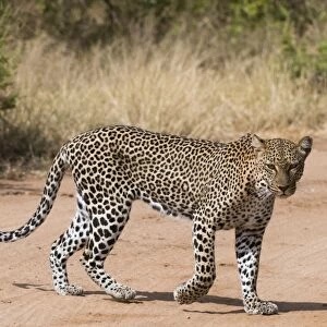A leopard (Panthera pardus) walks along a road, Samburu National Reserve, Kenya, East Africa
