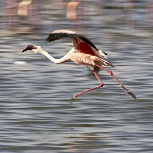 Lesser flamingo (Phoeniconaias minor) landing in Lake Nakuru, Lake Nakuru National Park