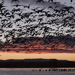 Lesser snow geese (Chen caerulescens caerulescens) in flight at sunrise, greater sandhill cranes (Grus canadensis tabida) in water, Bosque del Apache National Wildlife Refuge, New Mexico, United States of America, North America