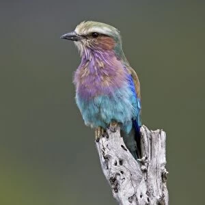 Lilac-breasted roller (Coracias caudata), Kruger National Park, South Africa, Africa