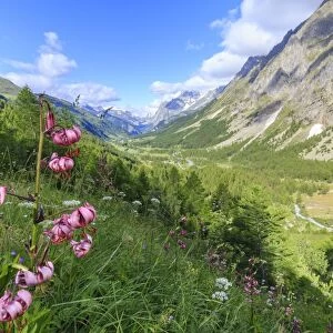 Lilies blooming in Val Ferret (Ferret Valley), Courmayeur, Aosta Valley, Italy, Europe