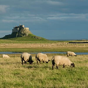 Lindisfarne Castle, Holy Island, Northumberland, England, United Kingdom, Europe