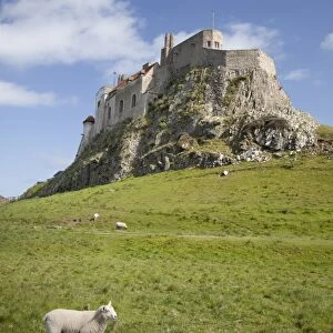 Lindisfarne Castle and sheep, Lindisfarne or Holy Island, Northumberland