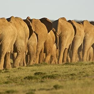 Line of African elephants (Loxodonta africana)