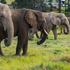 Line-up of four elephants, Kynsna Elephant Park, Knysna, Western Cape, South Africa