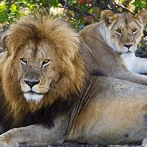Lion couple (Panthera leo), Masai Mara National Reserve, Kenya, East Africa, Africa