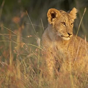 Lion cub (Panthera leo), Masai Mara National Reserve, Kenya, East Africa, Africa