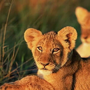 Lion cubs approximately 2-3 months old
