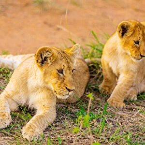Lion cubs, Msai Mara National Reserve, Kenya, East Africa, Africa