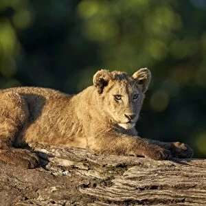 Lion (Panthera leo) cub on a downed tree trunk, Ngorongoro Crater, Tanzania, East Africa