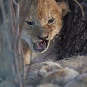 Lion (Panthera leo) cub, Ngorongoro Conservation Area, Tanzania, East Africa, Africa