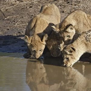Four Lion (Panthera leo) cubs drinking, Masai Mara National Reserve, Kenya