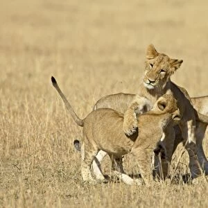 Lion (Panthera leo) cubs playing, Masai Mara National Reserve, Kenya, East Africa, Africa