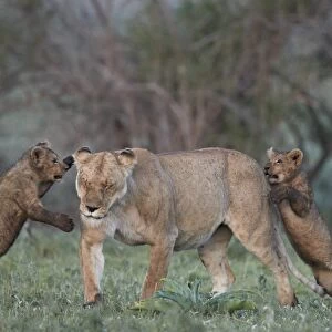 Lion (Panthera leo), two cubs playing with their mother, Ngorongoro Crater, Tanzania