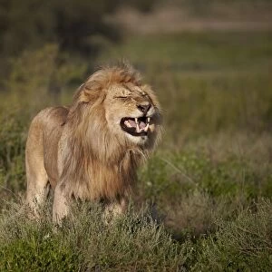 Lion (Panthera leo) demonstrating the flehmen response, Ngorongoro Conservation Area