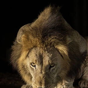 Lion (Panthera leo) drinking at night, Zimanga private game reserve, KwaZulu-Natal