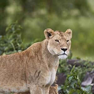 Lion (Panthera Leo) female and cub, Ngorongoro Crater, Tanzania, East Africa, Africa