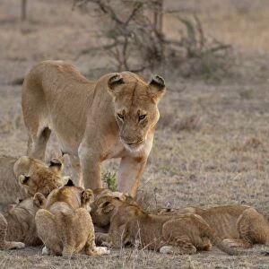 Lion (Panthera leo) female and cubs, Masai Mara, Kenya, East Africa, Africa