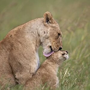 Lion (Panthera leo) female grooming a cub, Ngorongoro Crater, Tanzania, East Africa