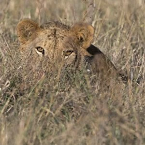 A lion (Panthera leo) hiding in tall grass, Tsavo, Kenya, East Africa, Africa