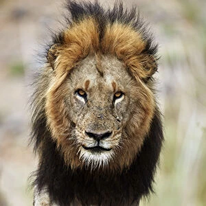 Lion (Panthera leo), Kruger National Park, South Africa, Africa