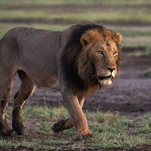 Lion (Panthera leo), Ndutu Conservation Area, Serengeti, Tanzania
