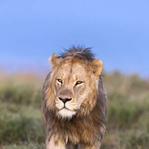 Lion (Panthera leo) on patrol, Mountain Zebra National Park, Eastern Cape, South Africa, Africa