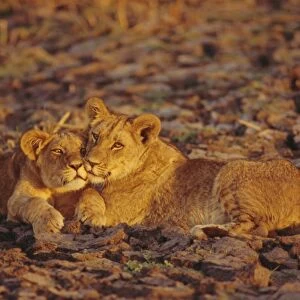 Lioness and cub, Okavango Delta, Botswana, Africa