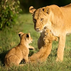 Lioness and cubs, Masai Mara, Kenya, East Africa, Africa