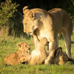 Lioness with cubs, Masai Mara, Kenya, East Africa, Africa