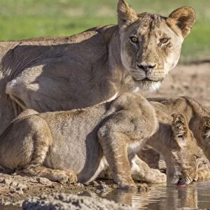Lioness with cubs (Panthera leo) at water, Kgalagadi Transfrontier Park, Northern Cape