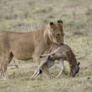 Lioness (Panthera leo) carrying a baby blue wildebeest (brindled gnu)