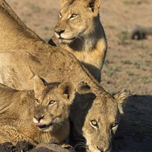 Lioness (Panthera leo) with two cubs, drinking, Kruger National Park, South Africa