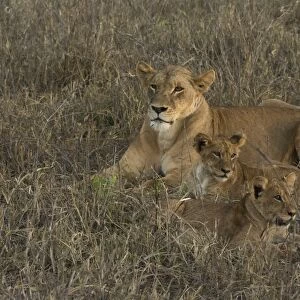 A lioness (Panthera leo) with cubs, Tsavo, Kenya, East Africa, Africa