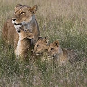 A lioness (Panthera leo) greeted by her cubs upon her return, Masai Mara, Kenya, East Africa