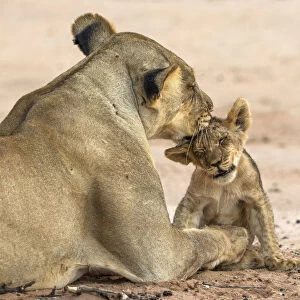 Lioness (Panthera leo) grooming cub, Kgalagadi Transfrontier Park, South Africa, Africa